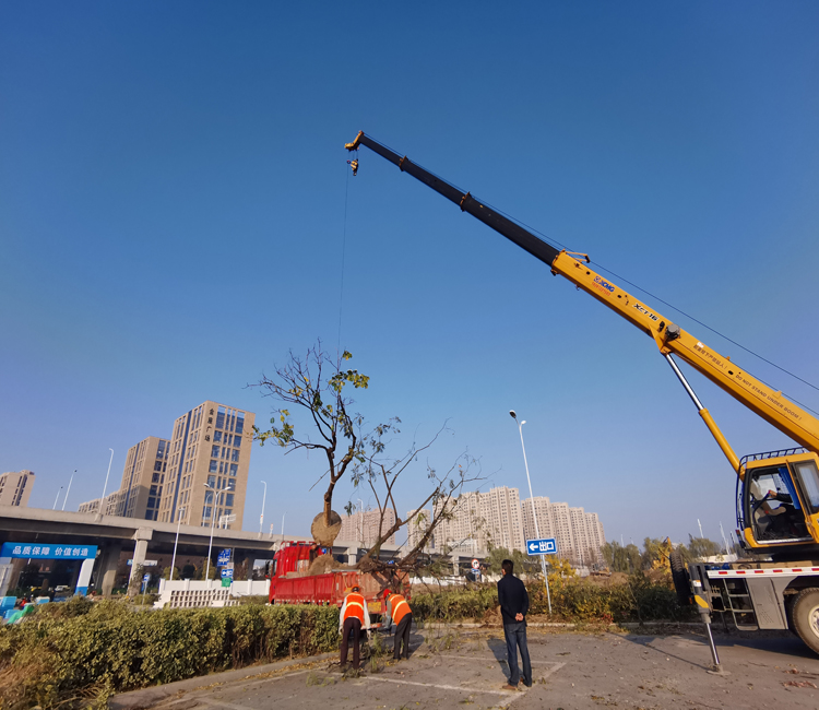 吊機上苗.jpg 吊機上苗.jpg