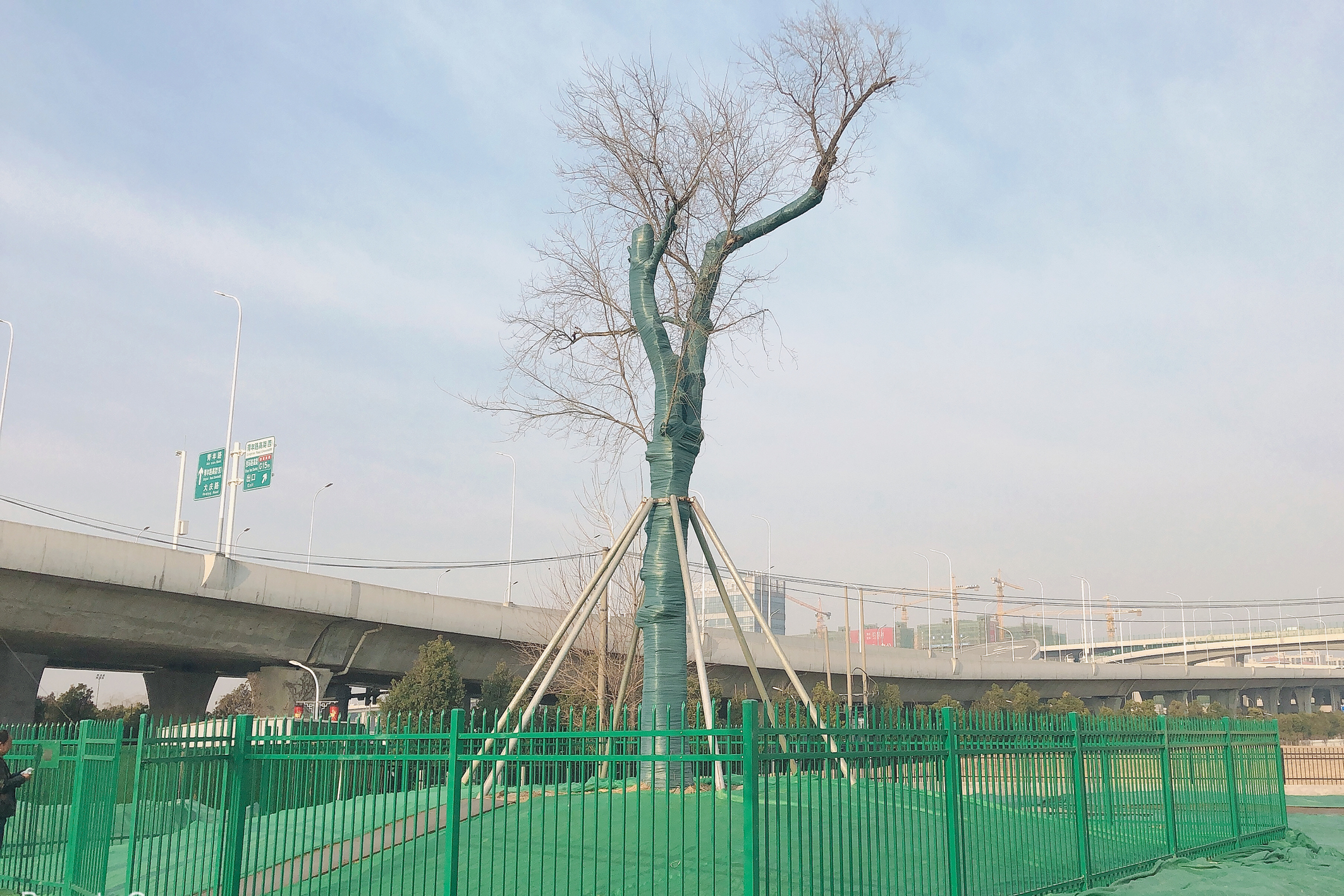 古樹名木掛上“戶籍”封面.jpg 古樹名木掛上“戶籍”封面.jpg
