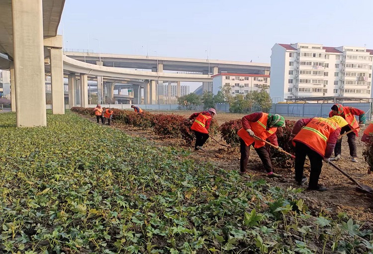 苗栽植.jpg 苗栽植.jpg